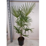 Trachycarpus fort Karuspalm 32cm