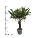 Trachycarpus fort Karuspalm 34cm