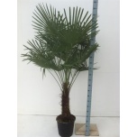 Trachycarpus fortunei Karuspalm 40cm