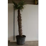 Trachycarpus fortunei Karuspalm 65cm