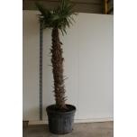 Trachycarpus fortunei Karuspalm 65cm