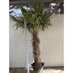 Trachycarpus Karuspalm fort 65cm h260