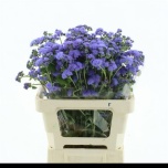 Ageratum Päsmaslill Blue Horizon 60cm