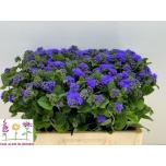 Ageratum Päsmaslill Blue Horizon 60cm