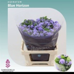 Ageratum Päsmaslill Blue Horizon 60cm