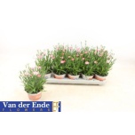Dianthus Nelk peach party 12cm