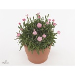 Dianthus Nelk peach party 9cm