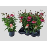 Echinacea Siilkübar purp mooodz courage 17cm