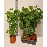 Vitis vinifera 22cm