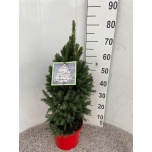 Picea glauca Kanada kuusk super green 23cm