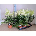 Astilbe japo mojito 15cm
