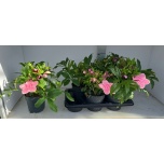 Helleborus Lumeroos orientalis viv victoria 17cm