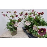 Helleborus Lumeroos orientalis viv victoria 19cm