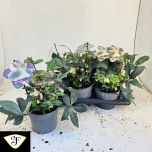 Helleborus Lumeroos viv valeria 17cm