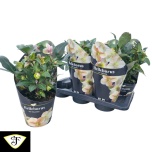 Helleborus Lumeroos viv valeria 17cm