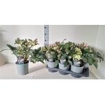 Helleborus Lumeroos viv valeria 17cm