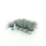 Festuca Aruhein glauca compacta blue 10,5cm