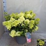 Hydrangea Hortensia pani living summer love 30cm