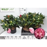 Rhododendron 23cm Cosmopolitan