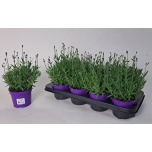 Lavandula Lavendel an cleo patio 12cm