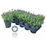 Lavandula Lavendel stoechas bella toscane 12cm