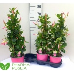 Mandevilla sand rio elegant coral pink 19cm