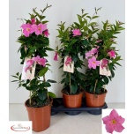 Mandevilla Mandevill sand rio elegant pink 19cm