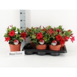 Mandevilla Mandevill sand rio petite red 17cm