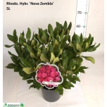 Rhododendron Rododendron cataw Nova Zembla 22cm