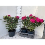 Rhododendron Rododendron cataw Nova Zembla 23cm