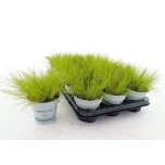 Deschampsia Kastevars flex amilime 10,5cm