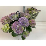 Hydrangea Hortensia macr hi river 27cm