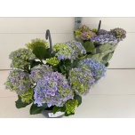 Hydrangea Hortensia macr hi river 27cm