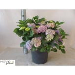 Hydrangea macr hi river 29cm