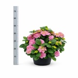 Hydrangea Hortensia macr hi river 30cm