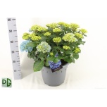 Hydrangea Hortensia macr hi river 32cm