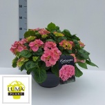 Hydrangea Hortensia macr hi river 33cm