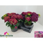 Hydrangea Hortensia macr hi fire 23cm