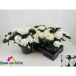 Hydrangea Hortensia macr Crystal Palace 23cm