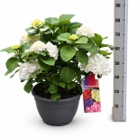 Hydrangea Hortensia Macr Crystal Palace 30cm