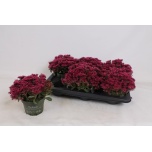 Sedum Kukehari spurium spot on deep rose 13cm