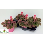 Sedum Kukehari spurium spot on deep rose 17cm