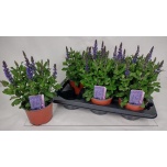 Salvia Salvei nemorosa midnight purple 15cm