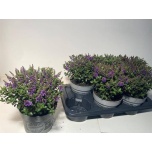 Hebe Puismailane all blooms ariana 17cm