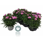 Dianthus Nelk caryophyllus peman fancy lilac 12cm