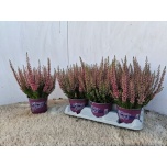 Calluna vulg Kanarbik beauty-ladies steffi 12cm