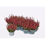 Calluna vulg Kanarbik wibo´s rot 11cm