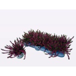 Calluna vulg Kanarbik wibo´s rot 10,5cm
