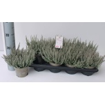 Calluna vulg Kanarbik girls fluffy 12cm