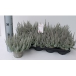 Calluna vulg Kanarbik girls fluffy 12cm